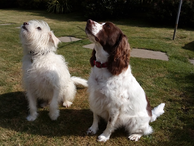 Dog Home Boarding and Day Care | Muddy Paws Bexhill